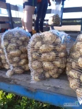 W ciągłej sprzedaży młode ziemniaki Riwiera świeżo kopane z własnego gospodarstwa 