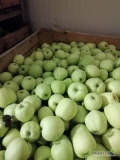 Sprzedam jabłko odmiany Golden delicious, 113 skrzyń. 