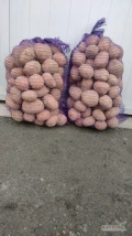 Ziemniaki odmiany Bellarosa
