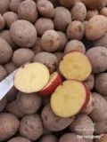 Sprzedam ziemniaki jadalne Esmee 5+ czerwona skórka żółty miąższ około 4-4,5 tony 4 Big bagi.Możliwość zrobienia w worek 15...