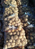 Sprzedam świeżo kopane ziemniaki Riviera 60 worków po 10kg. Możliwość kopania jutro, okolice Sieradza . Zdjęcia 