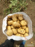Sprzedam  mlode ziemniaki Rumunia,kaliber +4, dostawa z Lunguletu.worek lub bb.ilosci tirowe