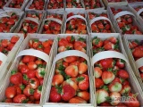 Juz kupujeme truskawky z dovozem do Brna - pakowane w kosykach po 2 kg.
