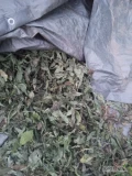 sprzedam suszony liść topinamburu liść jest czysty i zielony