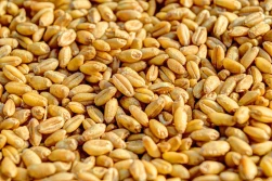 USDA nie przewiduje mniejszych zbiorów pszenicy w UE