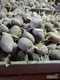 Sprzedam ziemniaki odmiana TAJFUN kaliber 35-50 mam.Pozostało po sadzeniu ok.2 ton.Ręcznie szykowane.Trzeci rok po centrali.