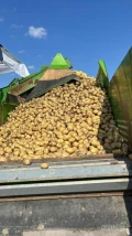 Sprzedam ziemniaki młode (Rumunia) 