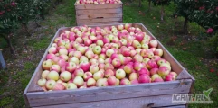 Sprzedam jabłko Piros, rwany od 65, większość 7+. 40 palet, mogę naszykować w skrzynkę. Towar w chłodni. 
