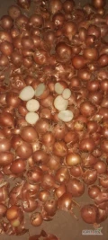 Sprzedamy cebulę ze wschodu (Rosja, Kazachstan, Uzbekistan do wyboru)Worki szyte, na palecie po 10, 15, 25, 30 kg do wyboru.  Kaliber 5 +...
