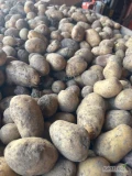 Sprzedam ziemniaki jadalne odmiana madelajn 