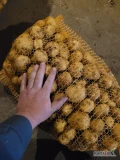 Sprzedam ziemniaki odmiana riviera kaliber 0.35+ sortowane na przechowalni, towar ładny bez zielonych  opakowanie do uzgodnienia mam...