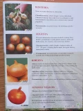 SENSHYU  YELLOW , AUGUSTA HIBERNA , WINTERIA (j. 500g , 125 000n) nasiona cebuli ozimej firmy SEMO oferuje GEPWEG dystrybutor nasion....
