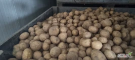 Sprzedam ładnego ziemniaka sortowany kaliber +40. Ilość około 60 ton. Możliwy transport. Więcej informacji na tel. 