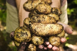 GUS o cenach rolniczych w kwietniu - ziemniaki liderem wzrostów