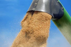Kołodziejczak: wyeksportujemy 14 mln ton zbóż