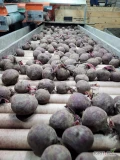 Sprzedam buraki 1200t. For sale 1200 tons of beetroot, Продаю 1200 тонн буряка
