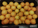 Witam sprzedam 2 klasę pomarańcza z Egiptu. Ilość około 1.5 tony