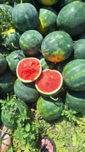 Sprzedam arbuz 4-8kg  z Rumunia,iloscu tirowe