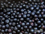Sprzedam owoce aronia ekologiczna i aronia konwencjonalna . Certyfikat  i
