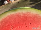 Witam sprzedam Ok 15 ton polskiego arbuza crimson sweet bardzo słodki i soczysty . Kaliber to 3-8kg 