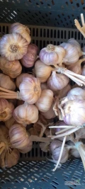 Witam sprzedam czosnek Harnaś 
