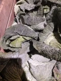 Sprzedam kapustę włoską 0.7-2.0kg z liściem oraz bez liścia ochronnego.