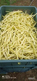 Sprzedam fasola szparagowa żółta pierwsze rwanie ok 300 kg jutro do południa 