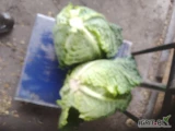 Sprzedam paletowe ilości kapusty włoskiej od 1.5 do 3 kg sztuki i waga 