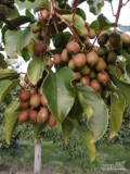 BIO KIWIBERRies (actinidia), second grade, will be sold wholesale loose (about 1000 kg). Certificates: ORGANIC (PL-EKO-06), , .
