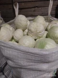 Sprzedam kapustę biała przemysłową kaliber 1,5 do 7 kg w big bag