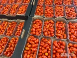 Sprzedam pomidora koktajlowego / daktylowego / cherry . 
