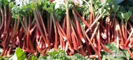 Sprzedam rabarbar malinowy