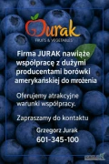 Firma JURAK nawiąże współpracę z dużymi producentami borówki amerykańskiej do mrożenia.
