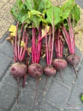 Sprzedam buraczka czerwonego kal 4-9 odmiana privilege, zdrowy ładny cena do uzgodnienia kopane w przyszłym tygodniu 
