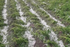 Duże straty po gradobiciu - trzeba je zgłaszać do gmin