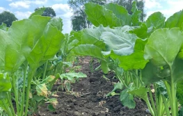 Fungicyd Queen™ - czasowe zezwolenie na stosowanie w uprawie buraka cukrowego