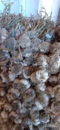 Sprzedam czosnek Harnaś na brudno , ładne wióro i skórka , kaliber od 5 w górę , sortowany każdy kaliber osobno , więcej informacji...