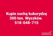 Kupię kukurydze paszowa suchą. Ilości całosamochodowe. 