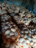 Sprzedam ziemniaki jadalne owacja tajfun pakowane w worki 15kg ziemniaki ladne z jasnej ziemi Szykowane pod zamówienia zapraszam do...