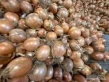Sprzedam około 100 ton cebuli
