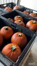 Witam. Sprzedam dynie typu halloween od 1-4kg Ilość około 15ton. Też posiadam dynie piżmową ilość około 5ton i dynie lunge 4 tony...