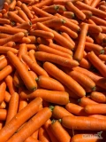 Sprzedam marchew grubą, kal.4+.
