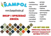 Kupię: FACELIĘ. Każda ilość, najlepiej całosamochodowe, z dostawą do 97-438 Rusiec lub szybki odbiór na terenie całego kraju,...