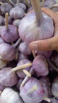 W sprzedaży czosnek Kazachstan, duże ilości!!!  
