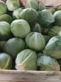 Sprzedam kapustę białą marketowe odmiany zimowe przechowalnicze kaliber 1-3,5kg