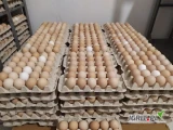 Sprzedam jaja KREMOWE z chowu ściółkowego w klasie wagowej M. Faktura, HDI, aktualne badanie kur w kierunku salmonella. Ilości...