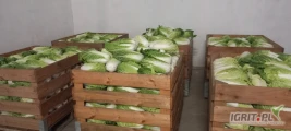 Sprzedam kapustę pekińską 10 sztuk w kartonie, ładna zielona, świeża. 
