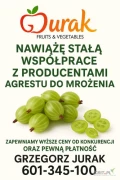 Firma JURAK kupi każdą ilość agrestu do mrożenia (na zielono lub dojrzały) w kistenie lub skrzynce
