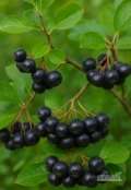 Aronia (zrywana ręcznie) bez nawozów
