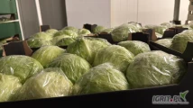 Sprzedam sałatę lodową zwrot, sałata gruba nie pognita idealna na przemysł 